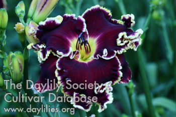 Daylily Buffalo Thunder